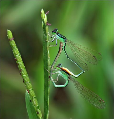 Agriocnemis femina