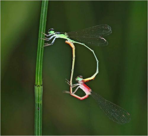 Agriocnemis femina