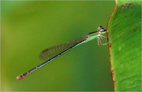 Agriocnemis femina