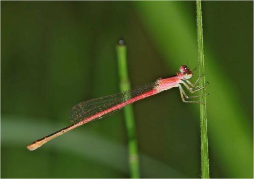 Agriocnemis femina