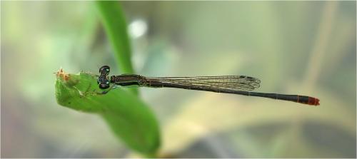 Agriocnemis femina