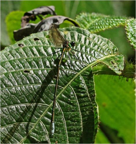 Caliphaea thailandica