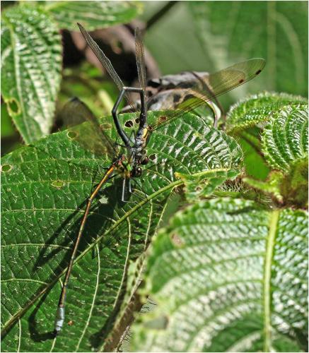 Caliphaea thailandica