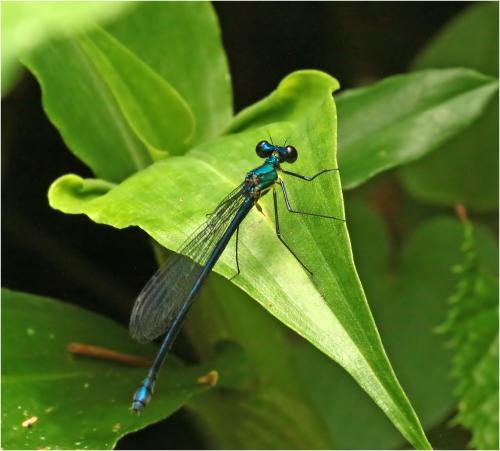 Caliphaea thailandica