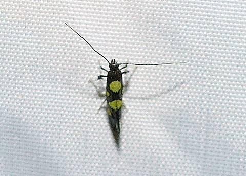 Calybites quadrisignella