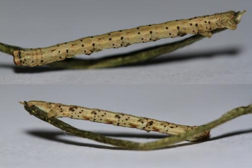 Réf. 221 420 : Peribatodes rhomboidaria