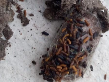 Osmia sp.
