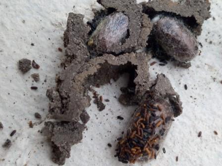 Osmia sp.