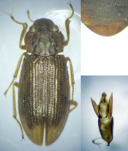 Réf. 221 976 : Helophorus grandis