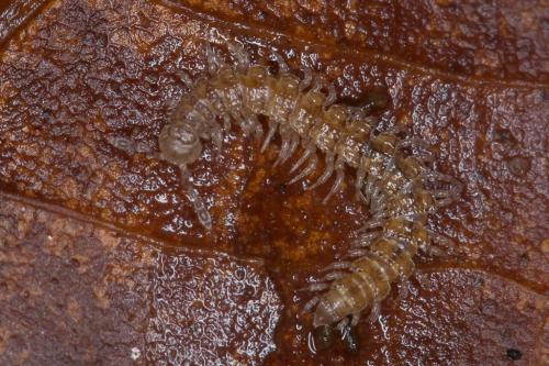 Brachydesmus sp.