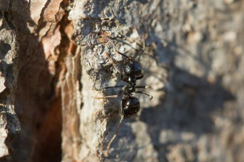 Lasius fuliginosus
