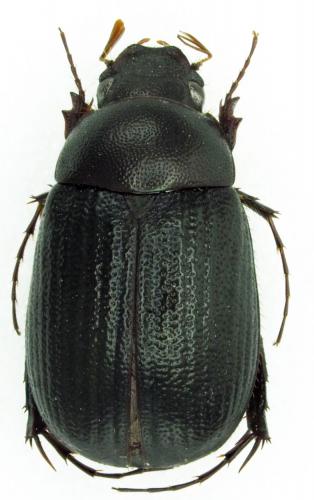 Maladera apfelbecki