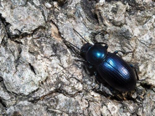 Réf. 221 067 : Raiboscelis azureus