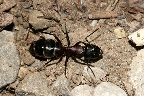 Camponotus herculeanus