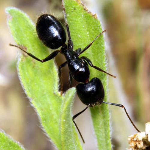 Réf. 221 962 : Camponotus aethiops