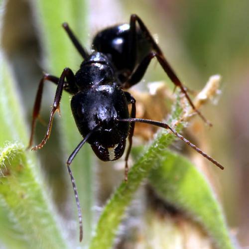 Réf. 221 961 : Camponotus aethiops