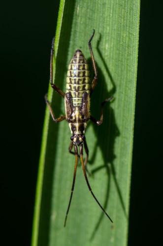 Réf. 221 152 : Leptopterna sp.