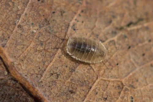 Lonchoptera sp.