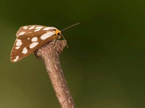 Haploa confusa