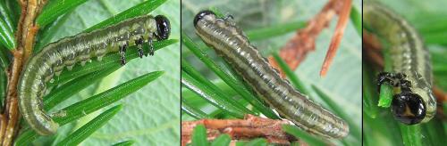 Réf. 221 254 : Euura insignis
