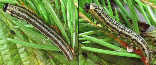 Réf. 221 255 : Euura insignis