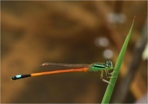 Ischnura mildredae