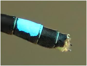 Réf. 221 840 : Ischnura mildredae