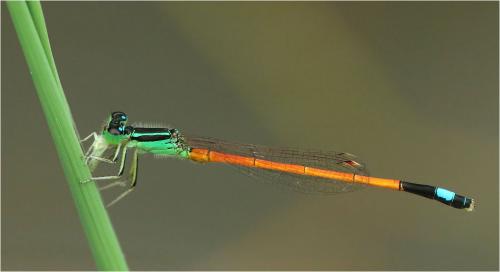 Ischnura mildredae