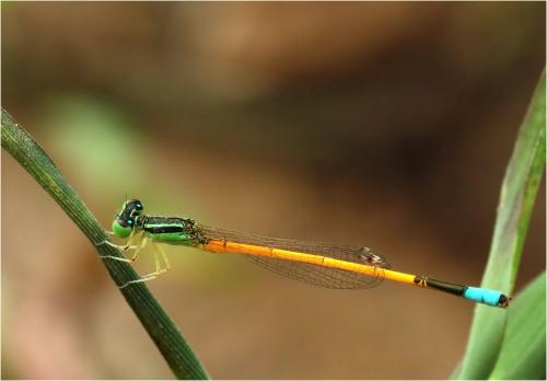 Réf. 221 712 : Ischnura rubilio