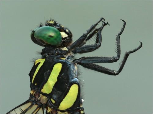 Lamelligomphus vietnamensis