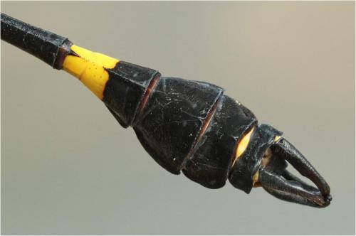 Lamelligomphus vietnamensis