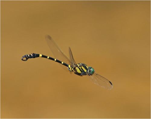 Lamelligomphus camelus