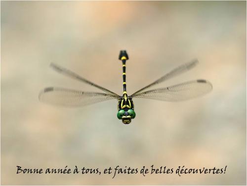 Lamelligomphus camelus