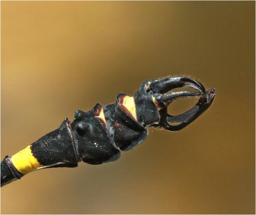 Réf. 221 364 : Lamelligomphus camelus