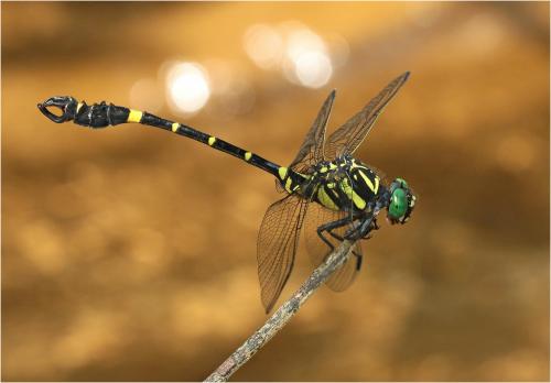 Réf. 221 363 : Lamelligomphus camelus