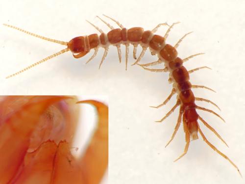 Lamyctes africanus
