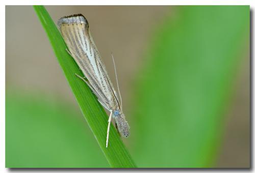 Réf. 221 689 : Agriphila straminella