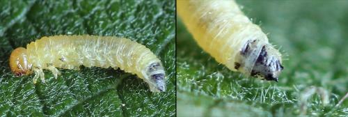 Réf. 221 121 : Euura leucapsis
