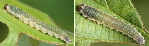 Réf. 221 239 : Nematinus luteus