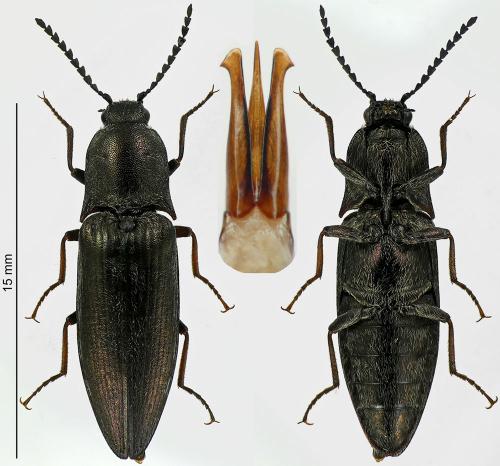 Actenicerus sjaelandicus