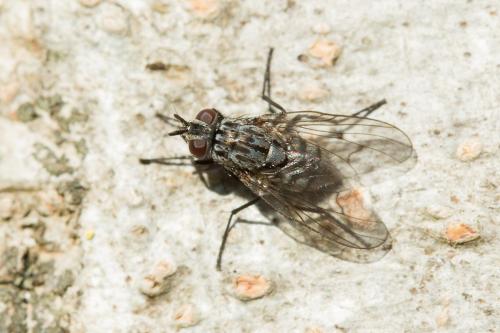 Réf. 221 459 : Phaonia trimaculata