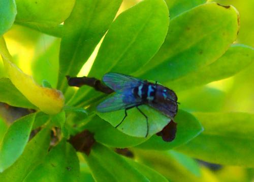 Réf. 221 479 : Limnophora obsignata