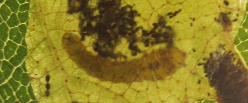 Fenusella nana