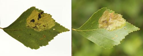 Fenusella nana
