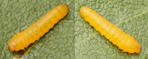 Fenusella nana