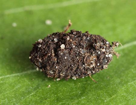 Fenusella nana