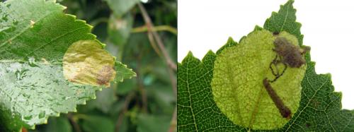 Réf. 221 110 : Fenusella nana