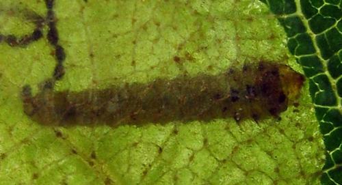 Fenusella nana
