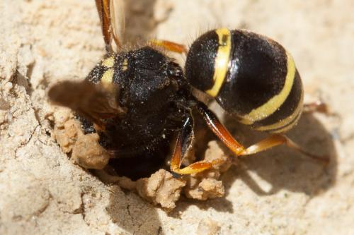 Odynerus sp.