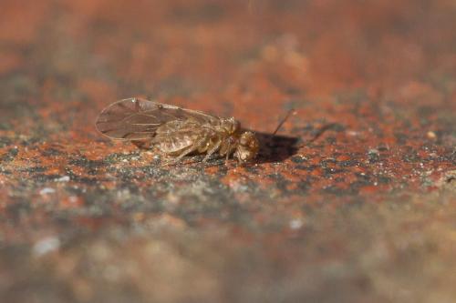 Ectopsocus sp.